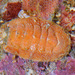 Gem Chiton - Photo (c) Gary McDonald, all rights reserved, uploaded by Gary McDonald