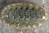 Gould's Baby Chiton - Photo (c) Gary McDonald, all rights reserved, uploaded by Gary McDonald
