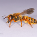 Megachile nigrofulva - Photo 由 thetain 所上傳的 (c) thetain，保留所有權利