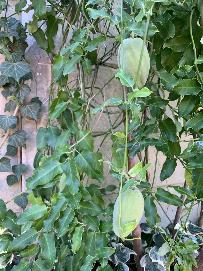 Moth Vine from Irene Avenue, Somerset West, WC, ZA on July 7, 2021 at