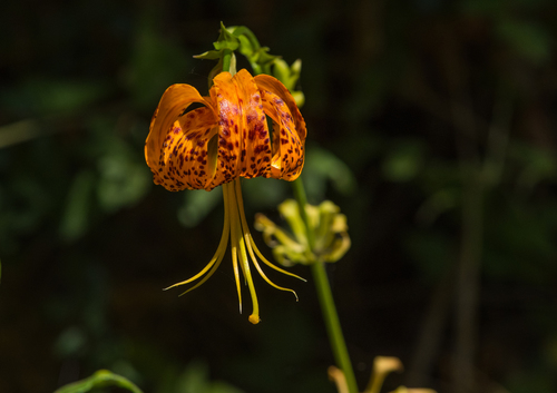 photo of Ocellated Humboldt Lily (Lilium humboldtii ocellatum)
