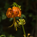 photo of Ocellated Humboldt Lily (Lilium humboldtii ocellatum)