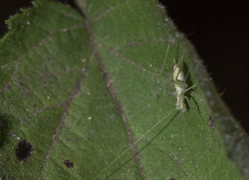 photo of Common Tree Crickets (Oecanthus)