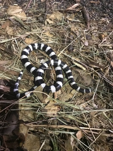 Eastern Bandy Bandy sighting