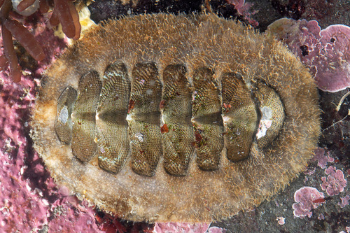 Hind's Chiton