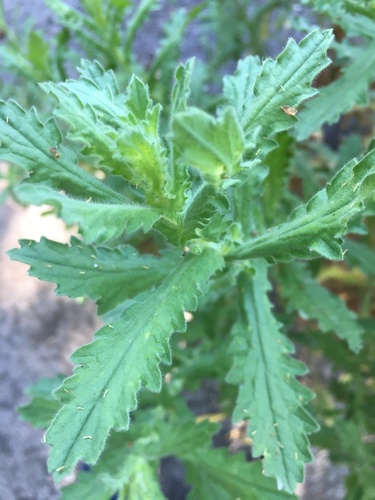 iNaturalist observation photo of Coulter's horseweed