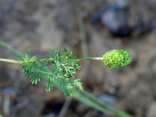 prairie burnet (Sanguisorba annua)