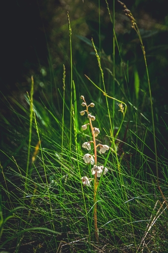 round-leaved wintergreen