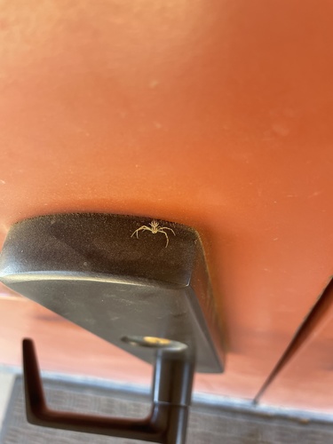iNaturalist observation photo of Mecaphesa