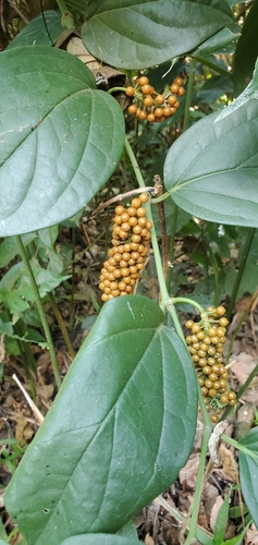 Piper guineense