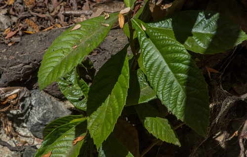 photo of Loquat (Eriobotrya japonica)