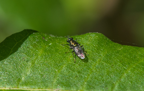 photo of Soldier Flies (Stratiomyidae)