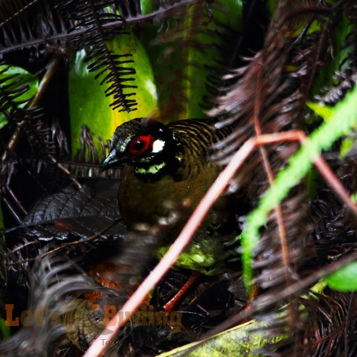 Roll's Partridge (Arborophila rolli) photo
