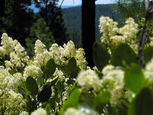 Snowbrush Ceanothus