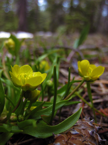 Ranunculus alismifolius var. alismifolius