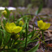 Plantainleaf Buttercup - Photo (c) faerthen, all rights reserved, uploaded by faerthen