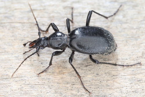 Cychrus angustatus · iNaturalist Mexico