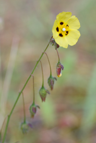 Spotted Rock-rose