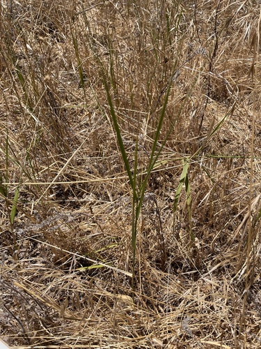 iNaturalist observation photo of blue wild rye