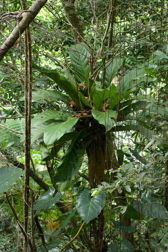 Bird's Nest Anthuriums (Section Pachyneurium) · iNaturalist