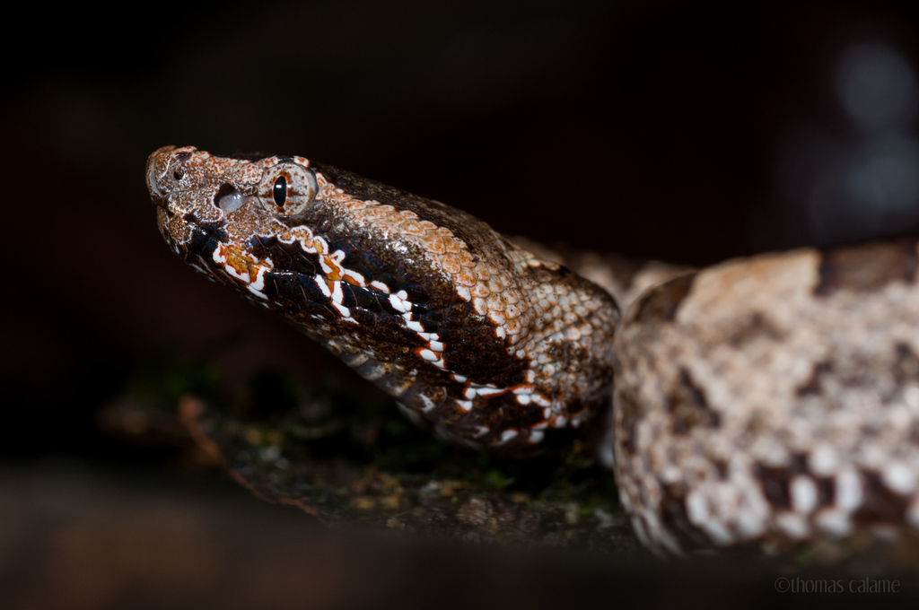 Mountain Pit Vipers