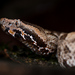 Mountain Pit Vipers - Photo (c) Thomas Calame, some rights reserved (CC BY-NC)
