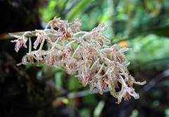 Xylobium leontoglossum image