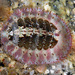 Veiled Chitons - Photo (c) Gary McDonald, all rights reserved, uploaded by Gary McDonald