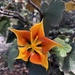 × chiranthomontodendron lenzii - Photo (c) emilykienzle, todos los derechos reservados