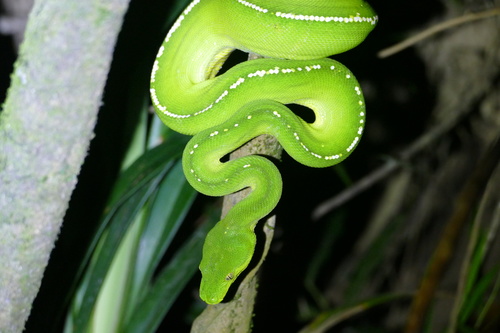 Southern Green Python