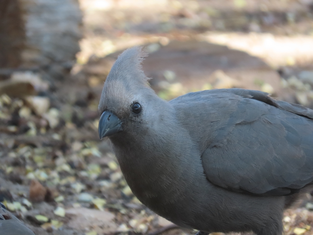 Grey Go-away-bird (Zambia birds) · iNaturalist