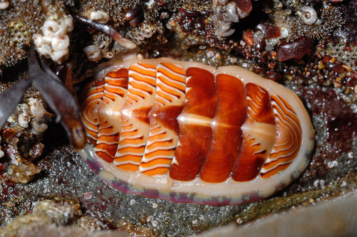 Lined Chiton