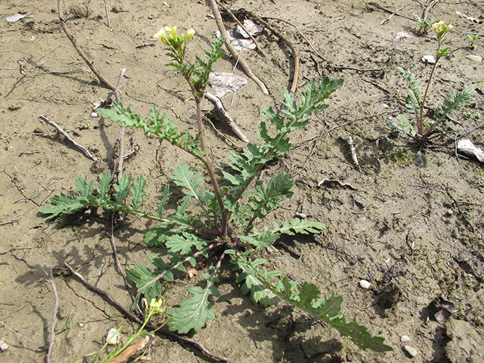 Erucastrum gallicum (Lista Roja Flora Pirineos) · iNaturalist