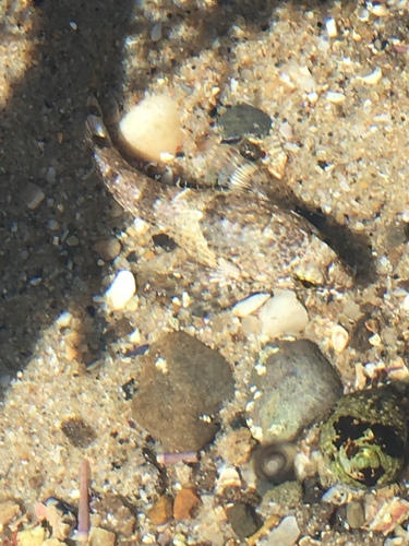 Woolly Sculpin