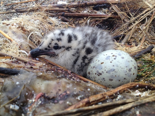 Black-tailed Gull