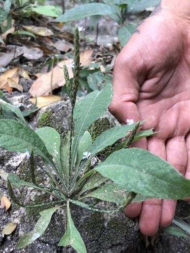 purple scalystem