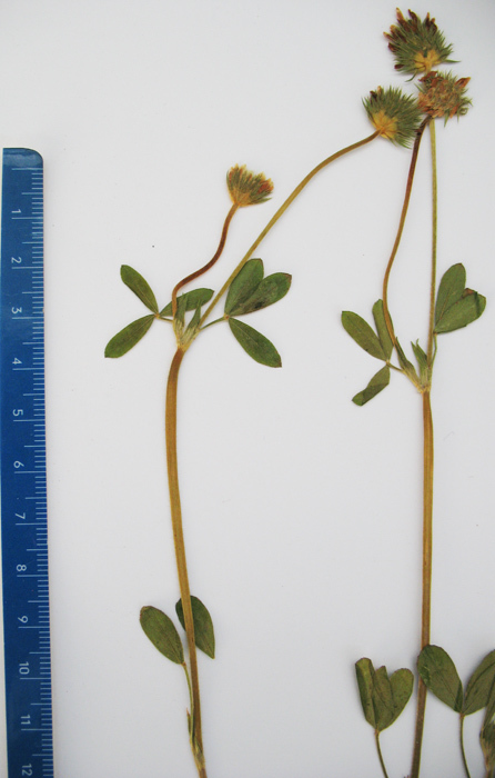 Trifolium leucanthum (Lista Roja Flora Pirineos) · iNaturalist