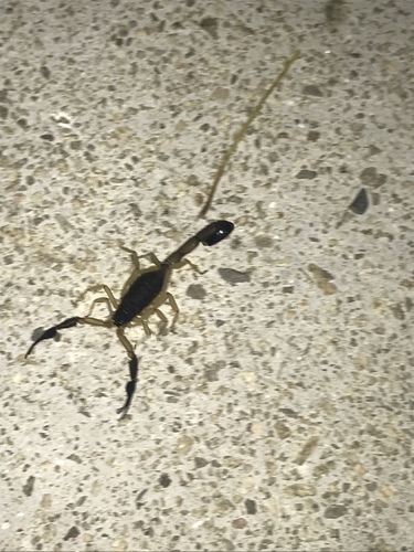 Centruroides fulvipes