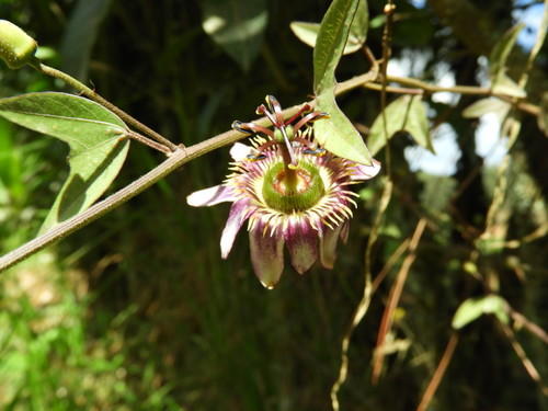 Passiflora vespertilio image