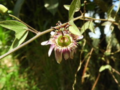 Image of Passiflora vespertilio