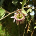 Passiflora punctata - Photo (c) Daniela Salazar Suaza, todos los derechos reservados, subido por Daniela Salazar Suaza
