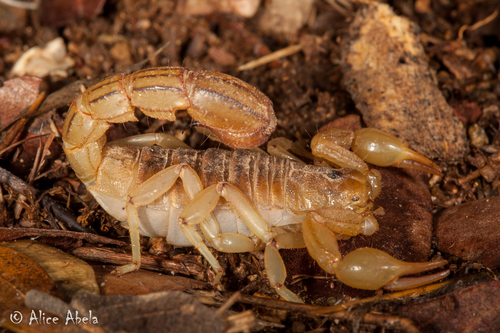 Stripe-tailed Scorpion