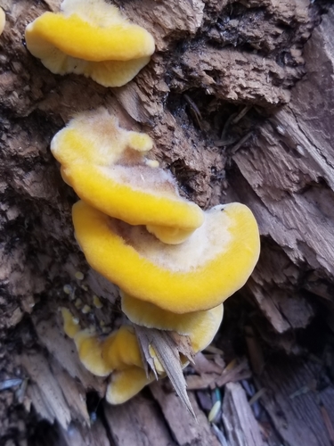 Pycnoporellus fulgens