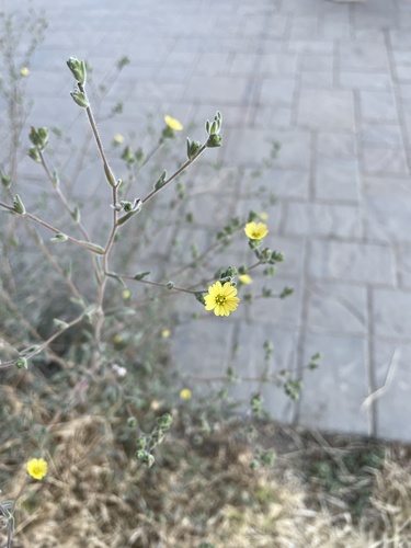 iNaturalist observation photo of common hareleaf