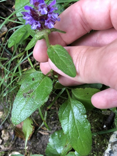 Prunella vulgaris ssp. vulgaris