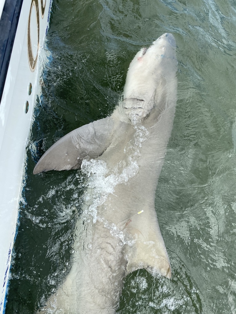 Lemon Fish Rickshark Lemon Shark in July 2021 by Brian Korosec · iNaturalist