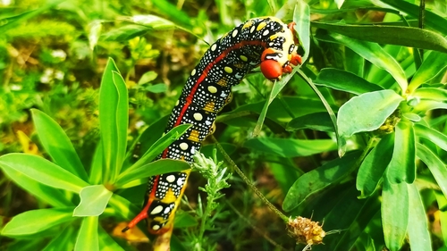 Leafy Spurge Hawkmoth