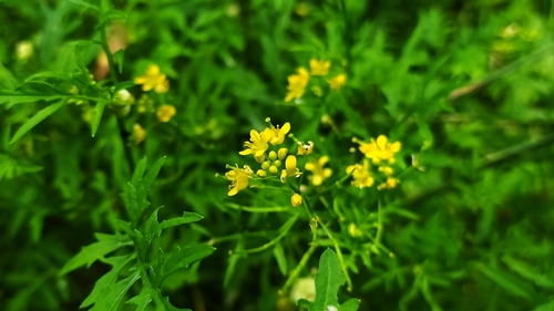 Creeping Yellowcress