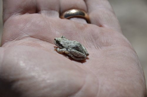 iNaturalist observation photo of Pacific chorus frog