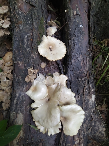 Branching Oyster